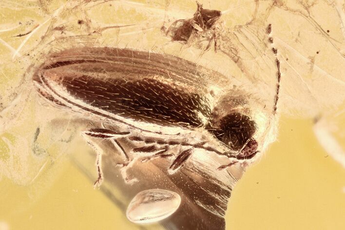 Fossil Soft-Bodied Plant Beetle (Electribius) in Baltic Amber #307630